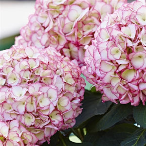 Easter Hydrangea, Kanmara Rose