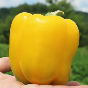 Pepper, Sweet Canyon Yellow