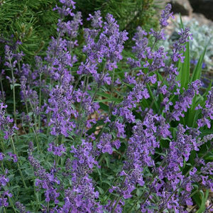 Nepeta, Catmint