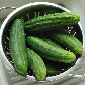 Cucumber, Patio Snacker