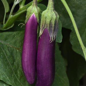 Eggplant, Violet Delite