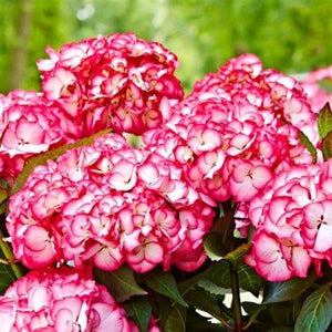 Easter Hydrangea, Kanmara Strong Pink