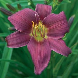 Hemerocallis, Daylily