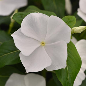 Vinca, Cell pak