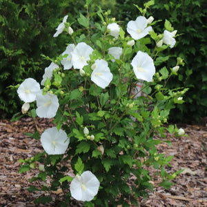 Hibiscus, Paraplu Pure White