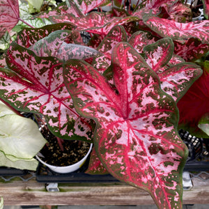 Caladium