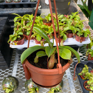 Asian Pitcher Plant