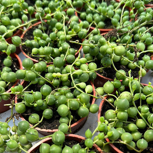 String of Pearls