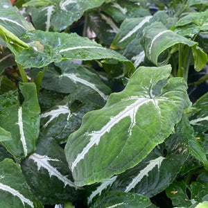 Syngonium Wendlanii Black Velvet