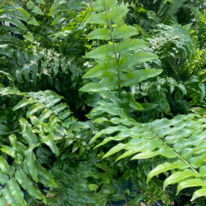 Macho Fern