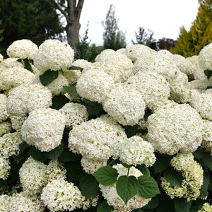 Hydrangea, Incrediball Storm Proof