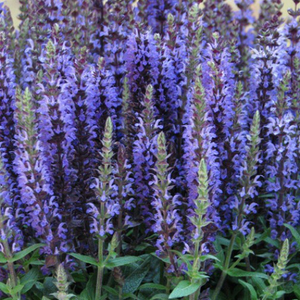 Salvia