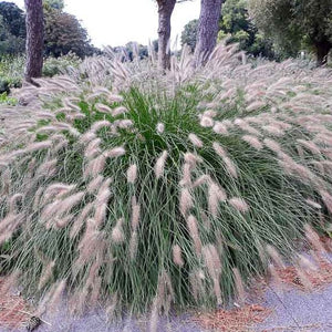 Pennisetum, Fountain Grass