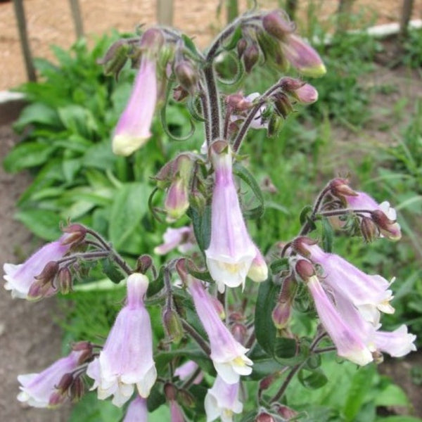 Penstemon hirsutus - Colour Paradise Greenhouses