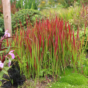 Imperata cylindrica Red Baron