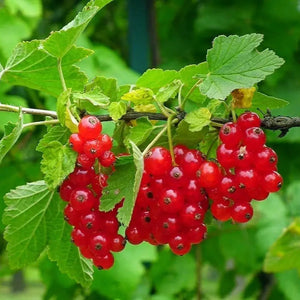 Currants