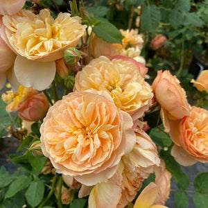 Rosa, Flavorette Honey Apricot