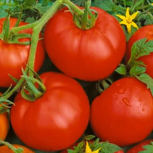 Tomato, Bonny Best