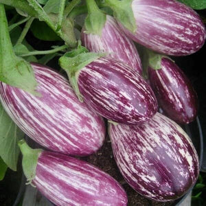 Eggplant, Pandora Striped Rose