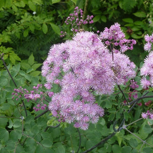 Thalictrum