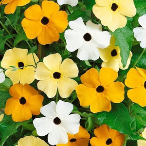 Thunbergia, Sunrise Formula Mix