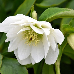 Helleborus