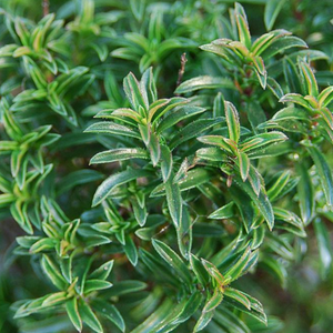 Summer Savory