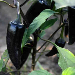 pepper Black Hungarian, Colour Paradise, Kitchener Waterloo