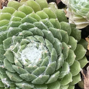 Sempervivum Cobweb, Colour Paradise, Kitchener Waterloo