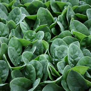 Spinach, Seaside