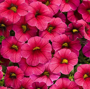 Calibrachoa, Superbells