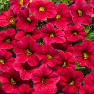 Calibrachoa, Superbells