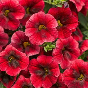 Calibrachoa, Superbells