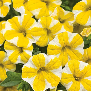 Calibrachoa, Superbells