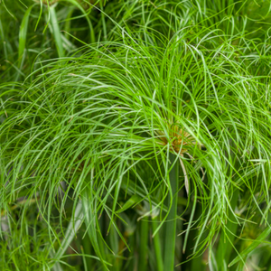 Cyperus Grass, Prince Tut