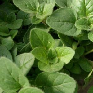 Oregano, Origanum, Colour Paradise, Kitchener Waterloo