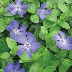 Vinca minor Bowles CUnningham, Colour Paradise, Kitchener Waterloo