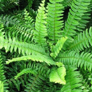 Nephrolepis Exalta, Boston Fern