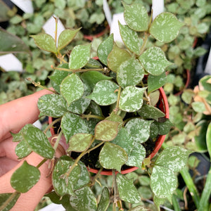 Hoya, Curtisii