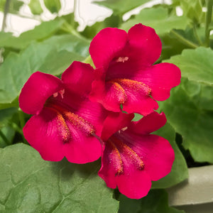 Lophospermum Hanging Basket