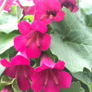 Lophospermum Hanging Basket