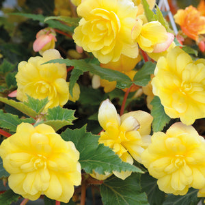 Begonia Illumination Hanging Basket