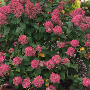 Hydrangea Fire Light, Colour Paradise, Kitchener Waterloo