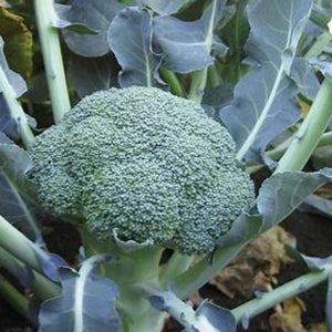 Broccoli, Lieutenant