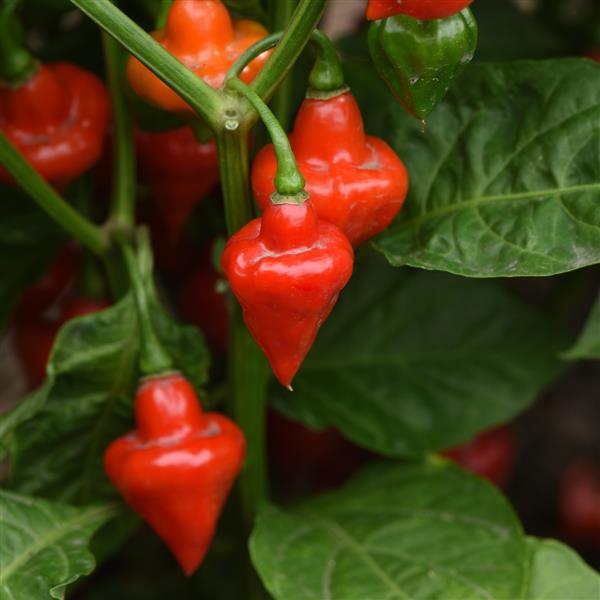 Pepper, Spinning Tops - Colour Paradise Greenhouses