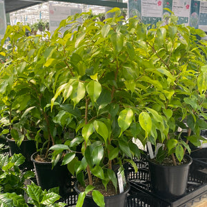 Ficus Benjamina